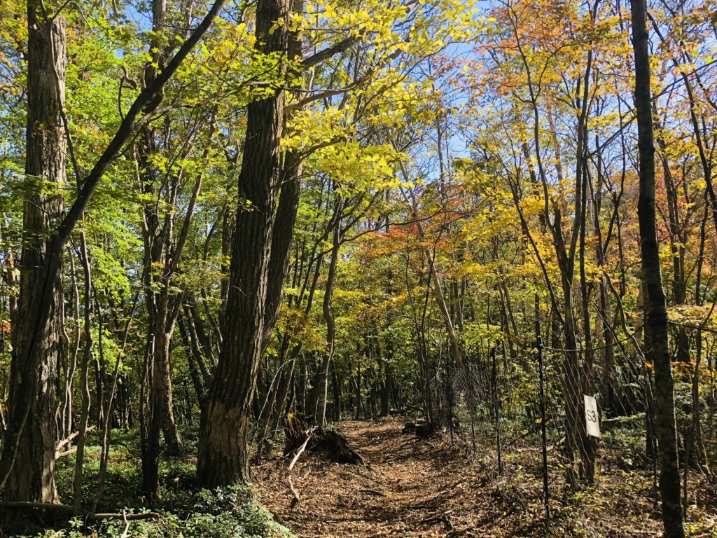 "Tomin-no-mori" is the entrance of a trail to Mt. Mitou popular with hikers. Hiking routes are stretched all around in this area, but let's proceed to "Kaze-hari-touge 風張峠" in this area.