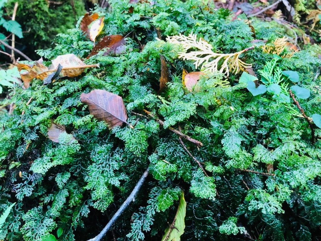 The land of Aokigahara is almost covered with beautiful green moss.