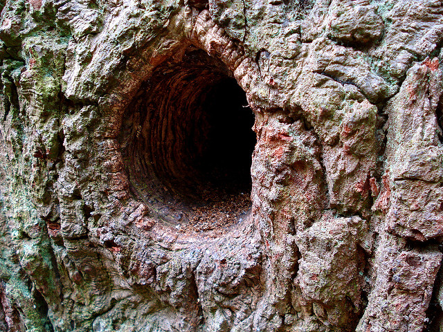 tree hollow or tree hole