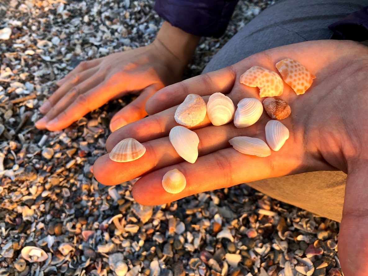 逗子海岸で貝殻拾い