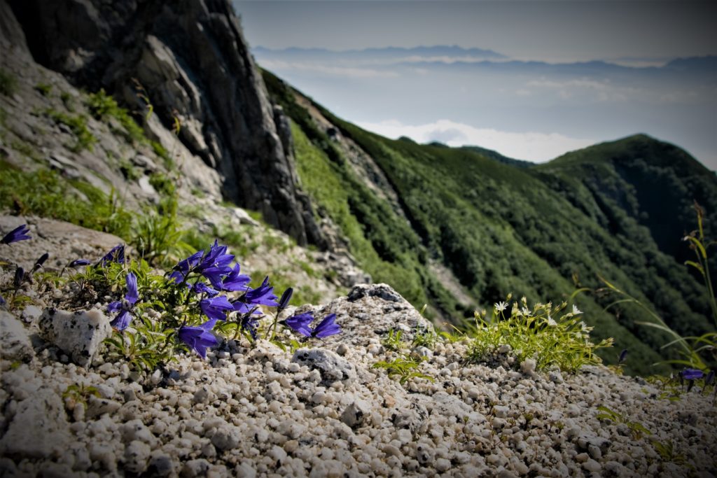 Alpine plants such as Campanula bloom during the short summer.
